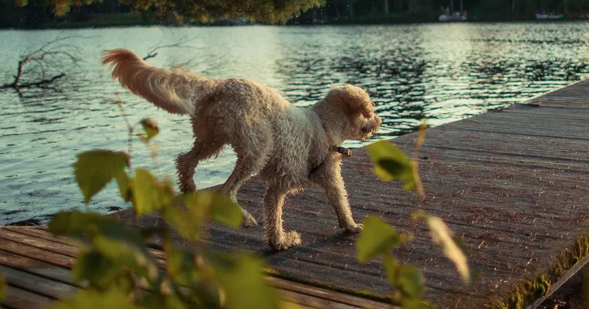 Exploring the Unique World of Phantom Poodles