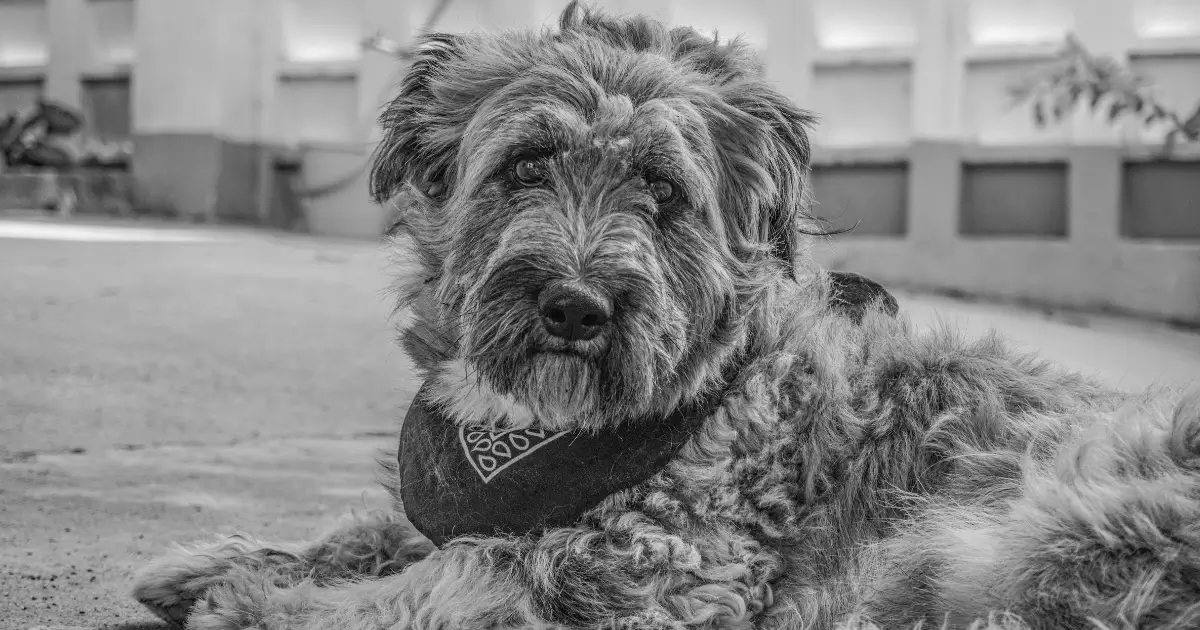 Health Considerations for Phantom Poodles