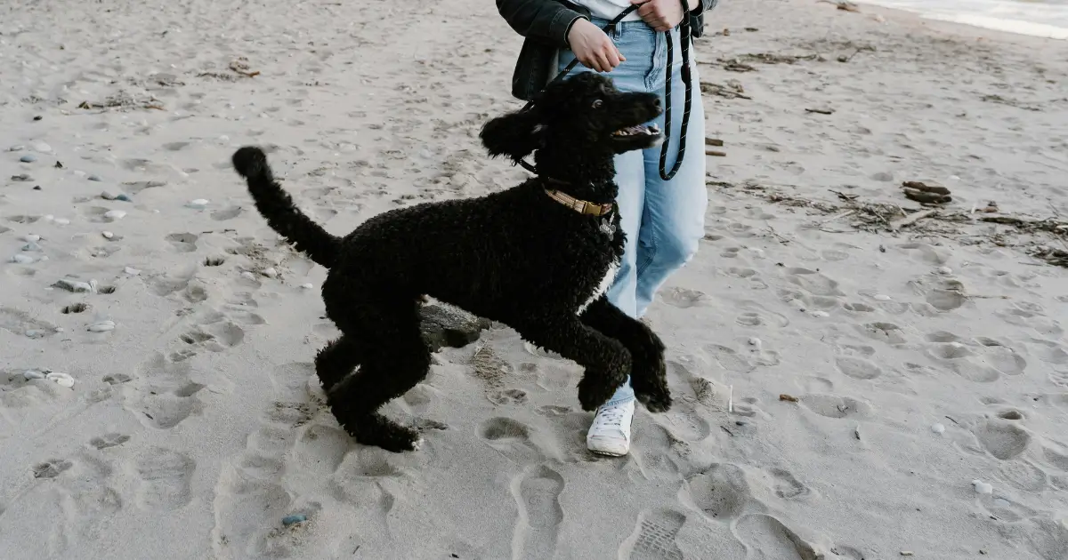 Phantom Poodles A Unique Coat Pattern and More