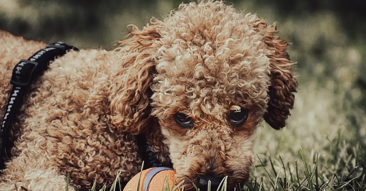 phantom moyen poodles