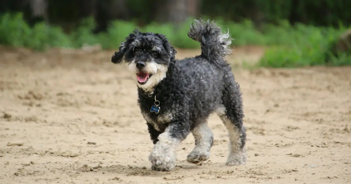 Finding Inexpensive Moyen Poodles