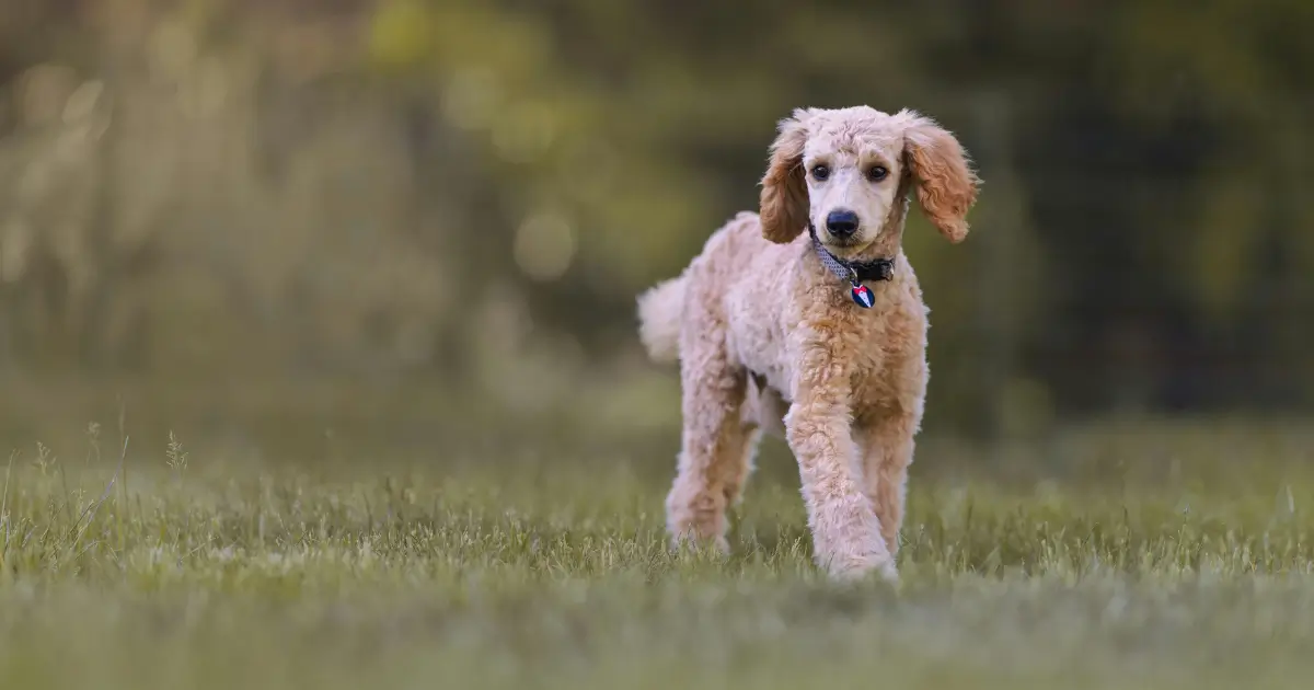 High Cost of Moyen Poodles