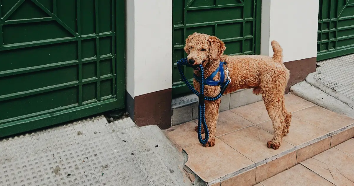 Moyen Poodles Worth the Investment