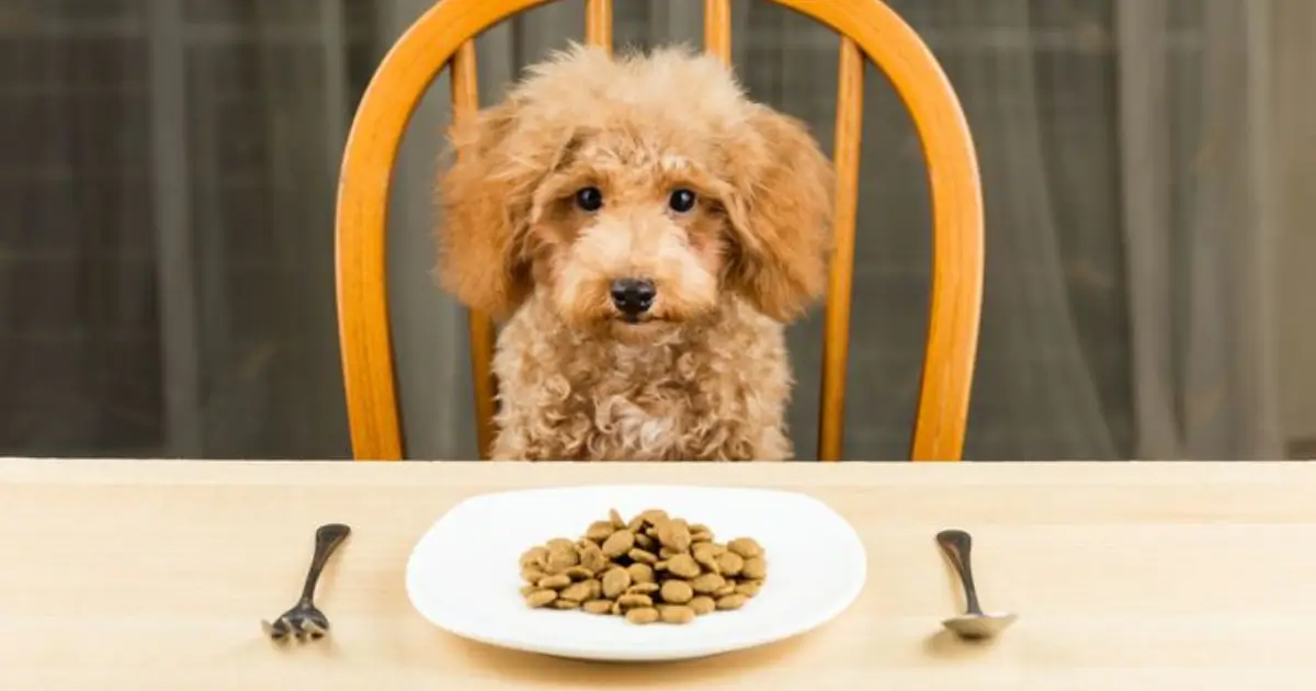 Nutritional, Balanced Dog Food