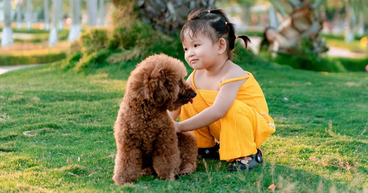 Parti Poodle and Other Color Patterns