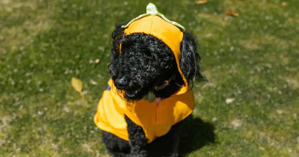Phantom Parti Poodle Patterns