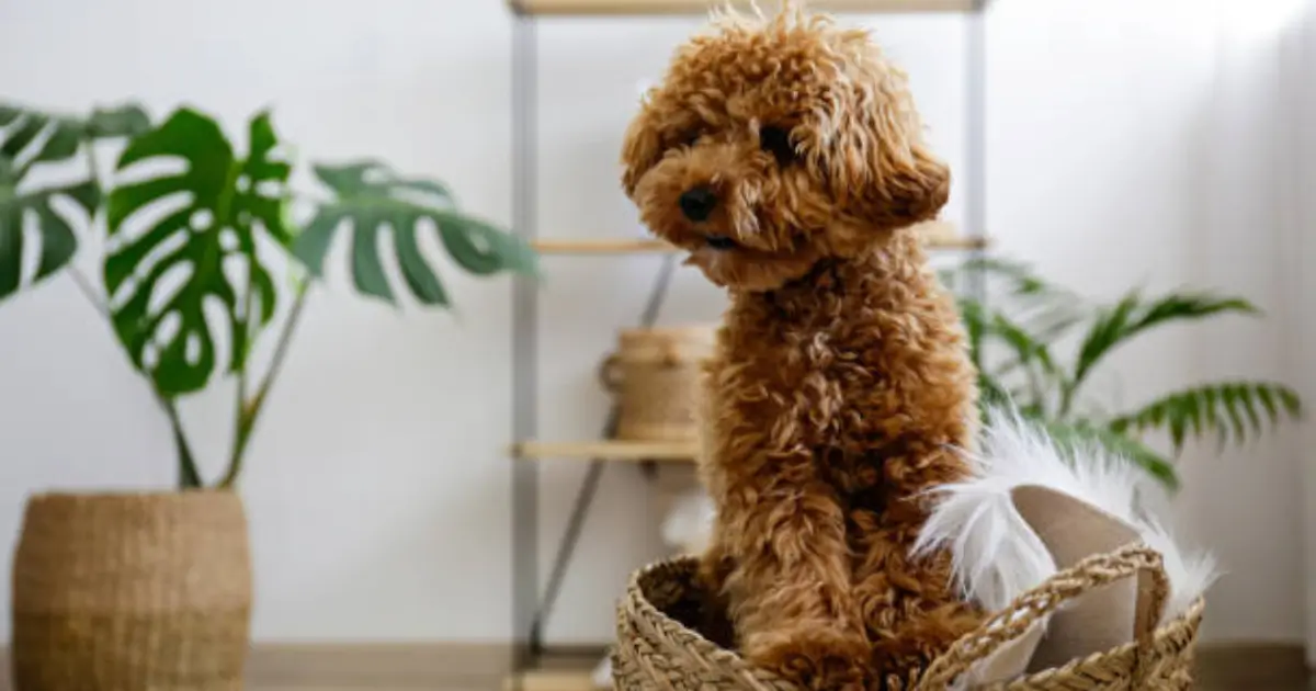 Poodle Weight Management