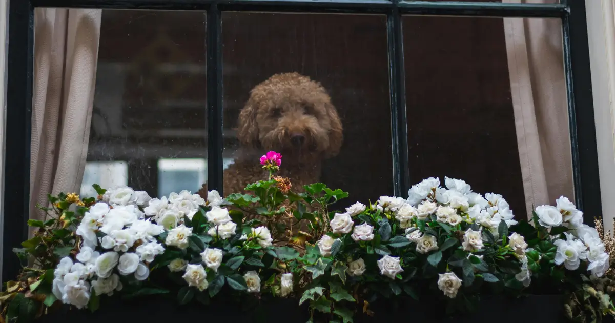Poodle Weight Management Strategies