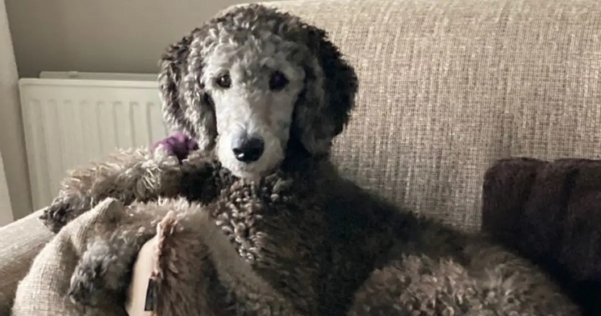 Puppies of the Bloodhound Poodle Mix