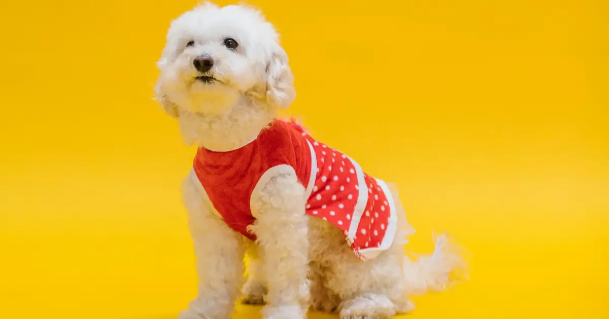 Right Poodle Color