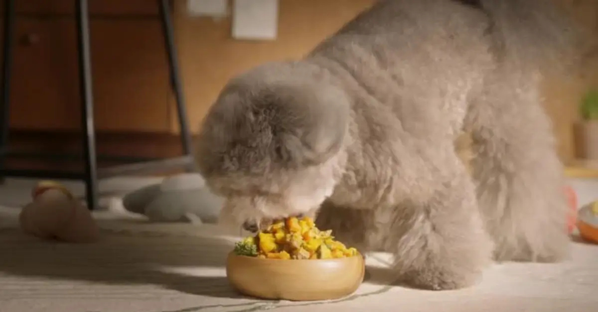Seasonal Poodle Nutrition