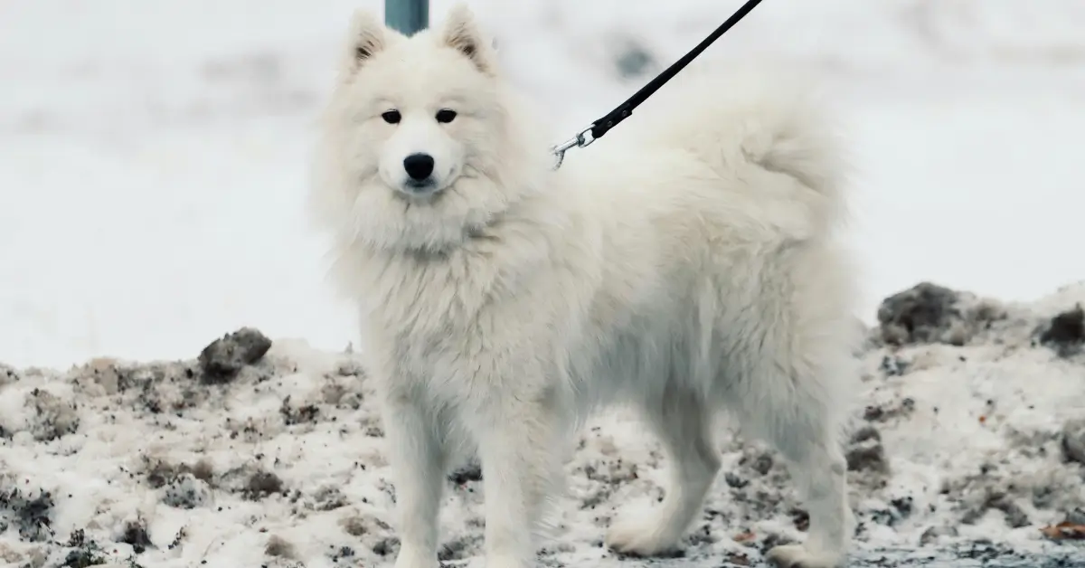 Aki Poo Akita and Poodle Mix