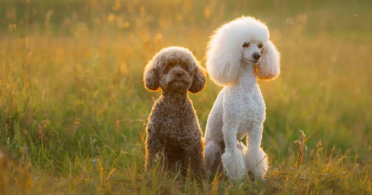 Between Moyen Poodles Vs Standard Poodles