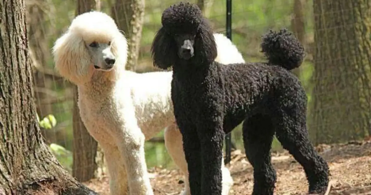 Black and White Poodle
