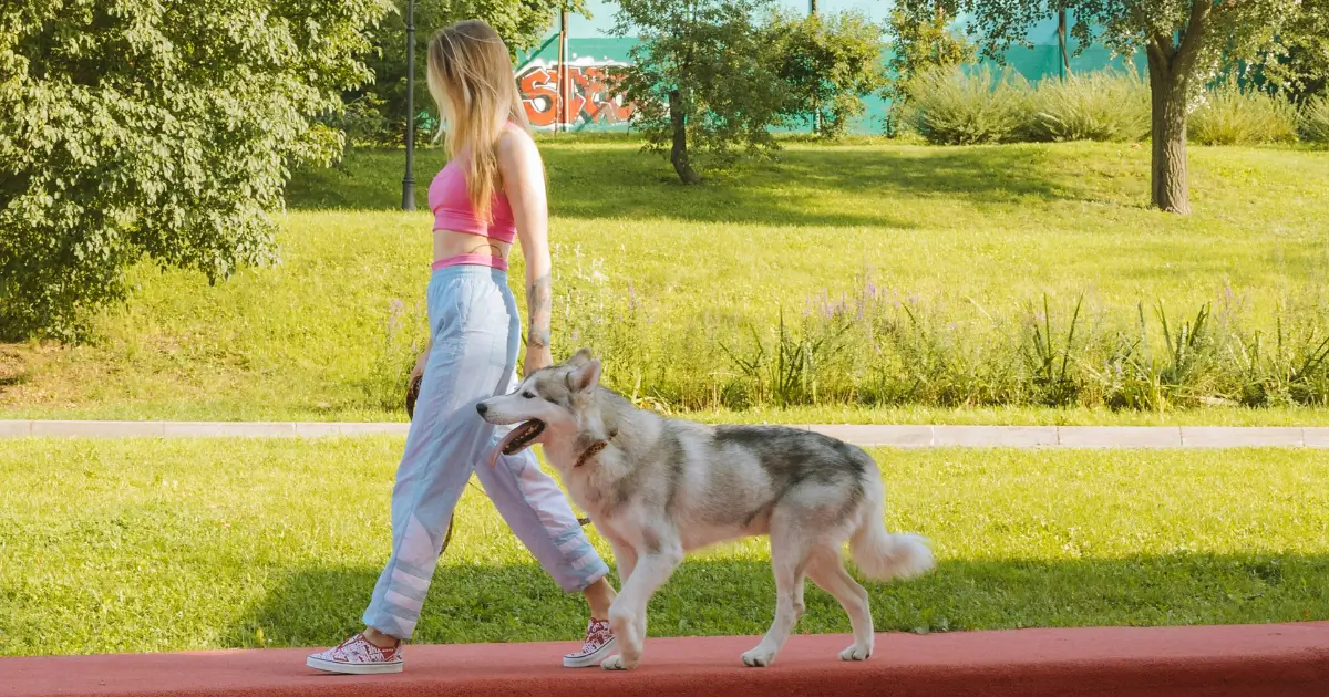 Characteristics of the Akita Poodle Mix