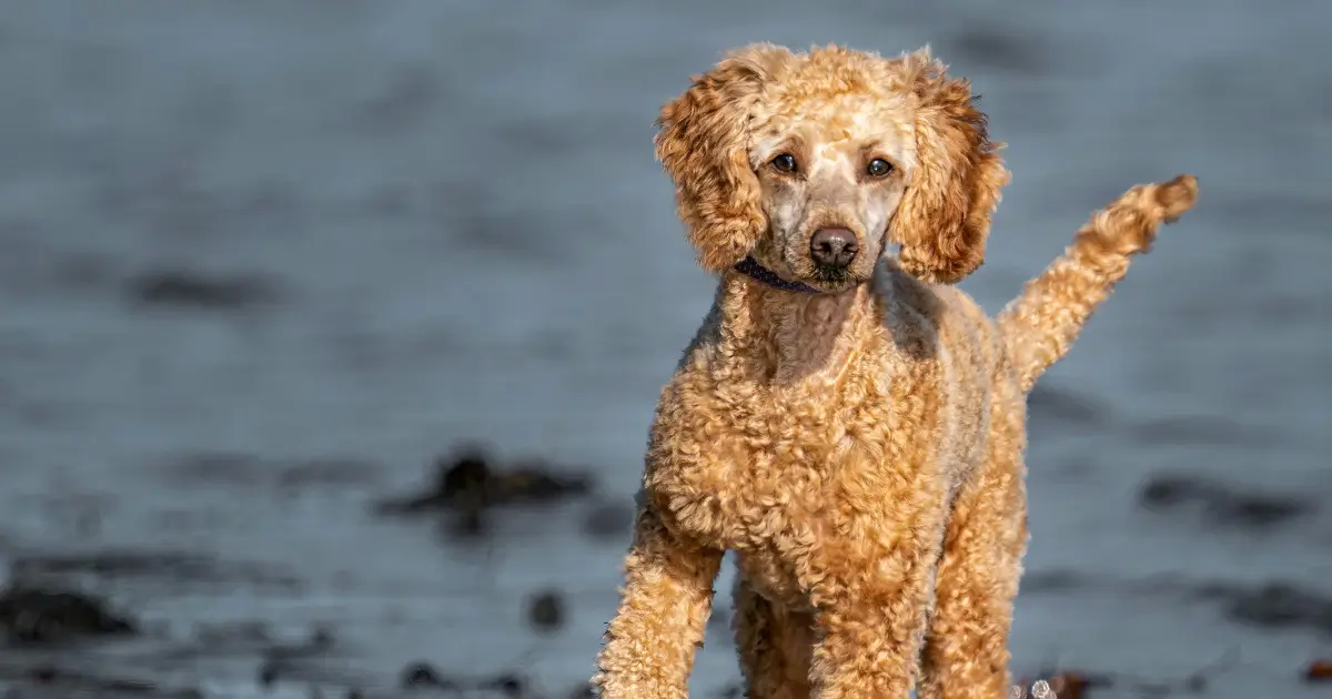 Finding a Well-Know Breeder