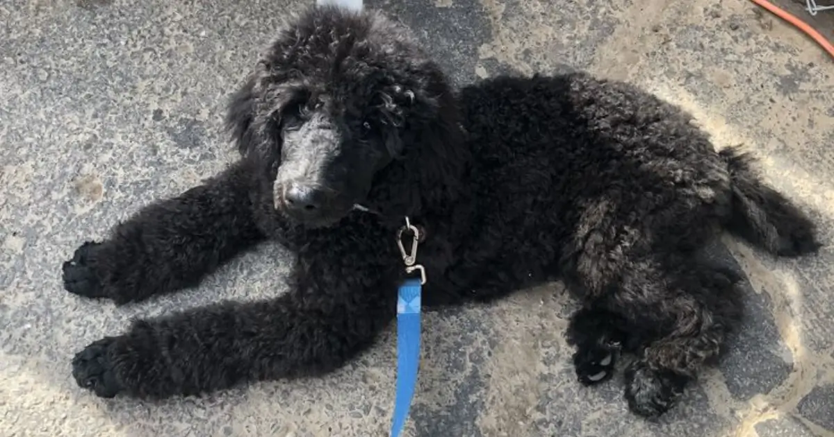 Genetic Factors in Poodle Hip Dysplasia