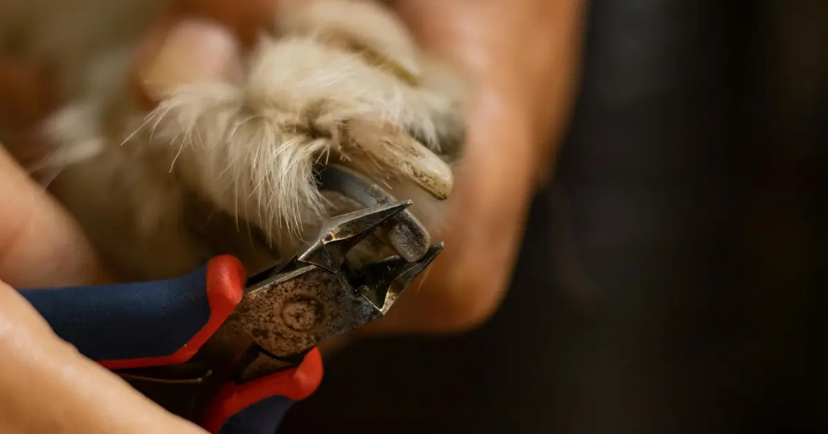 Handling Nail Bleeding in Poodles