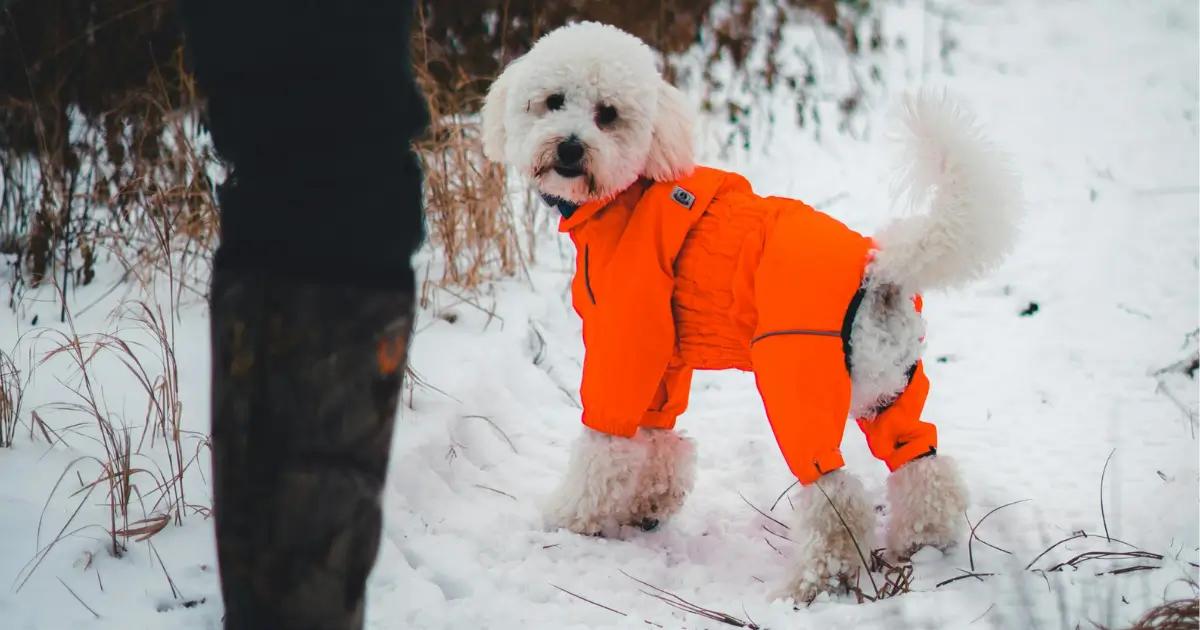 Health Considerations Poodle Cold Weather