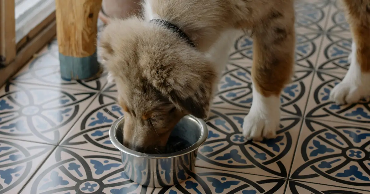 Important Tips for Making Dog Food at Home