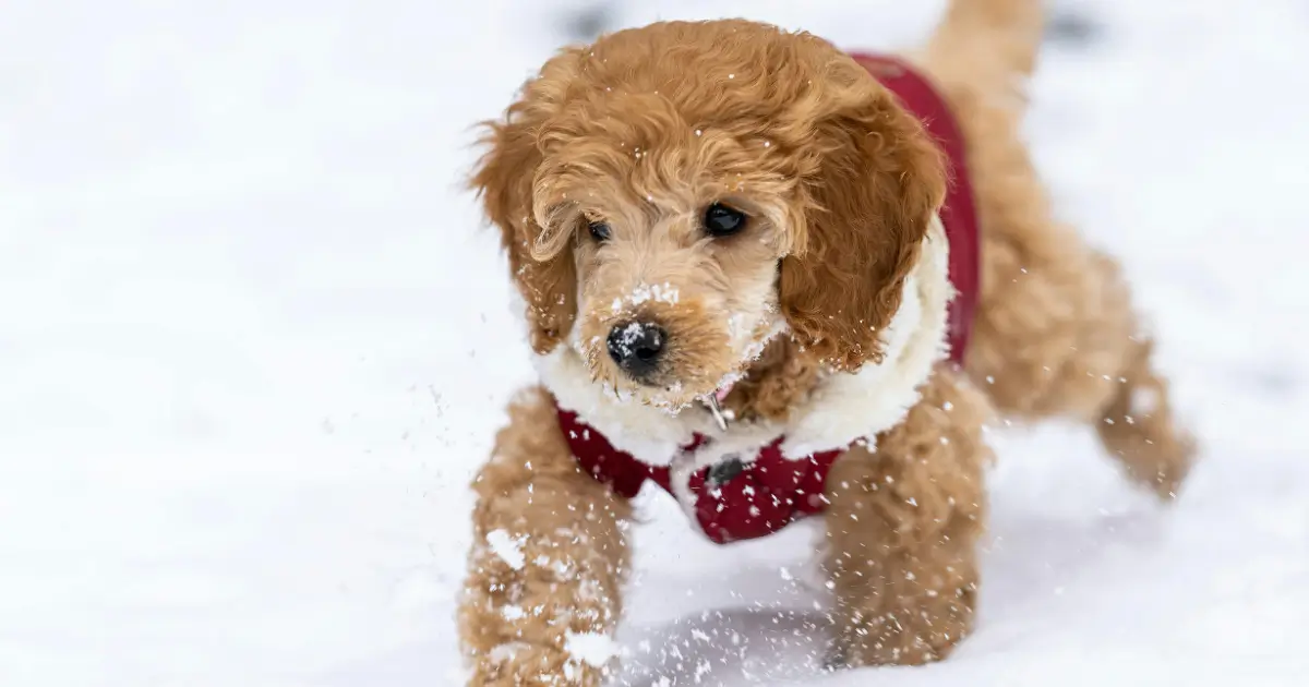 Maximizing Results with Your Pup
