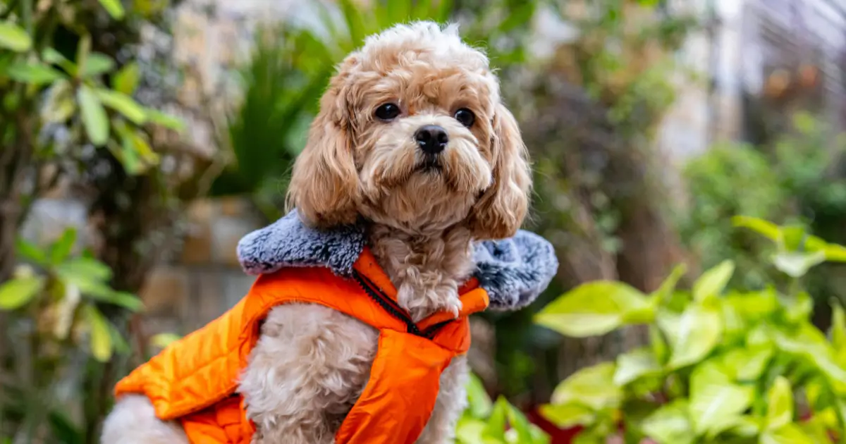 Moyen Poodle
