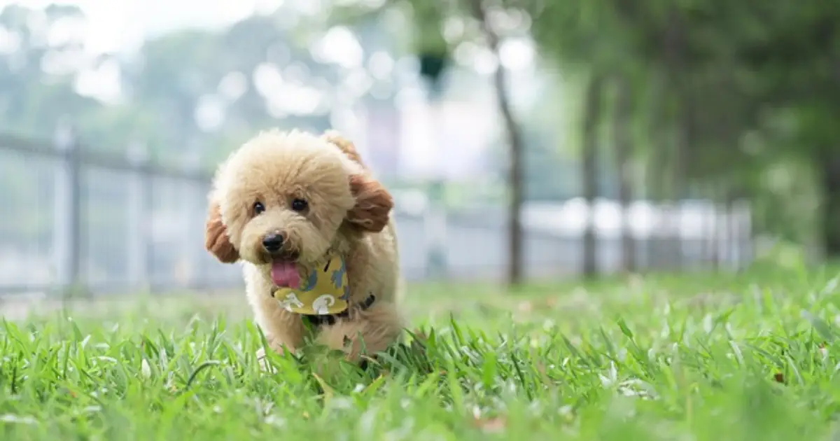 Physical Characteristics of the Red Teacup Poodle