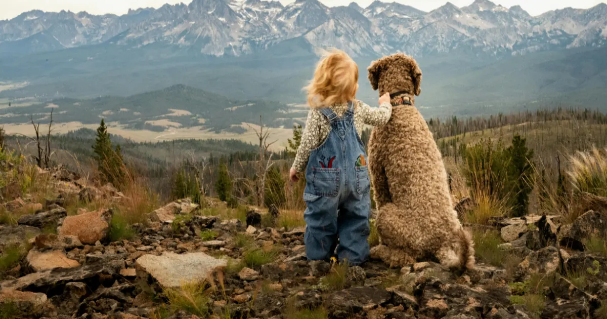 Physical Traits of Laurel Hills Moyen Poodles