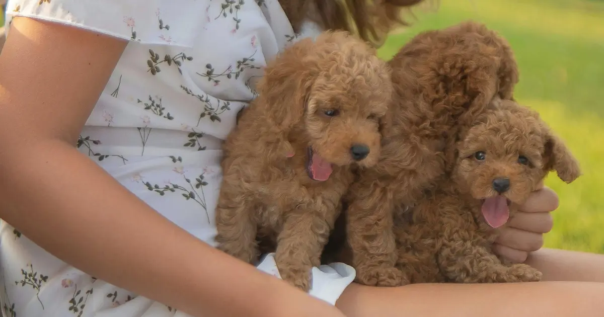 Poodle Sizes