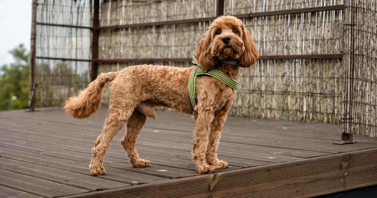 Popular Poodle Grooming Styles