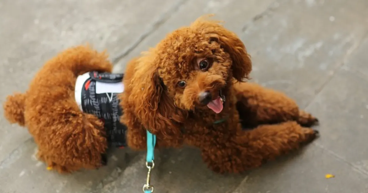 Red Teacup Poodle Right for You?