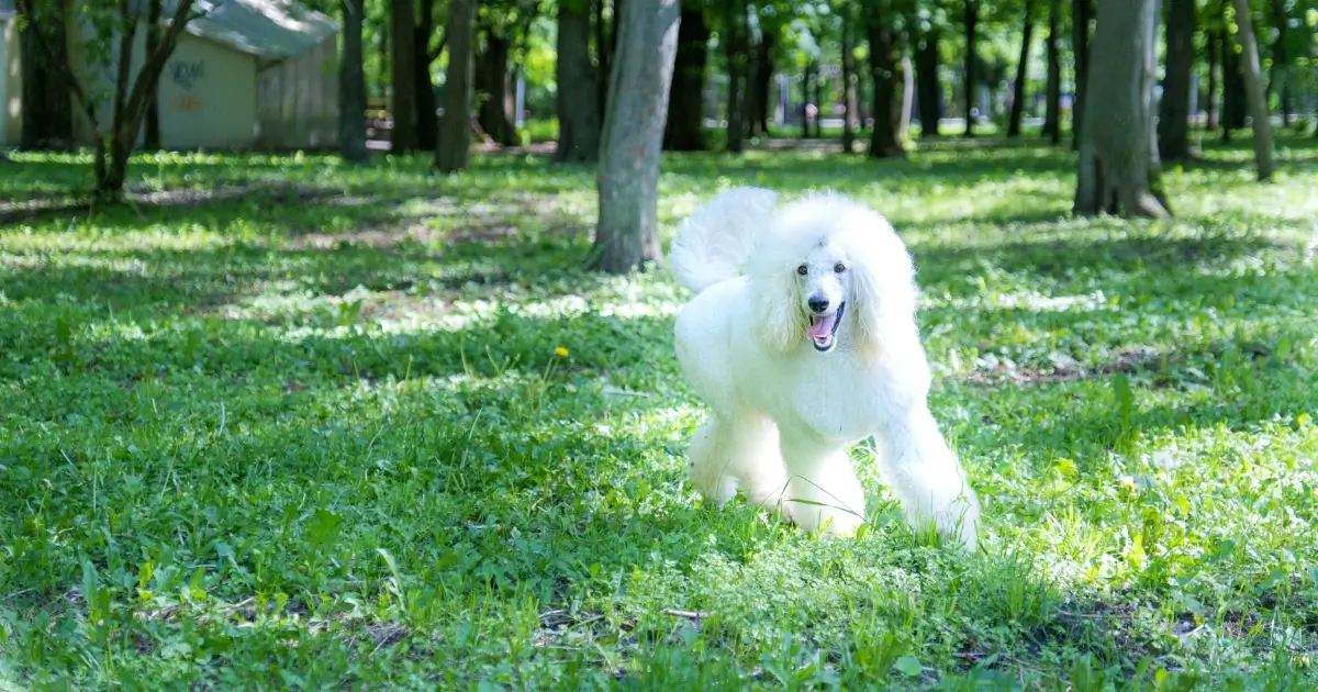 Standard Poodle