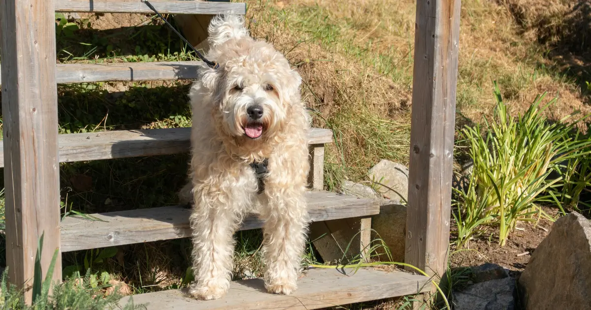 Temperament & Intelligence of the Airedoodle