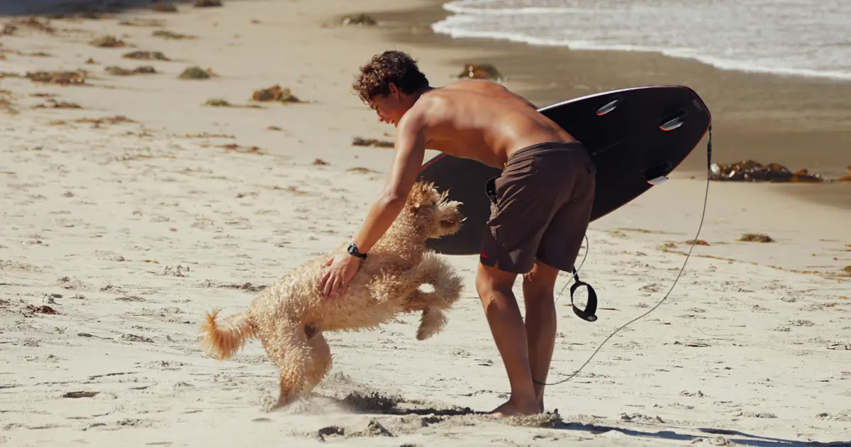 The Impact on Poodle Development