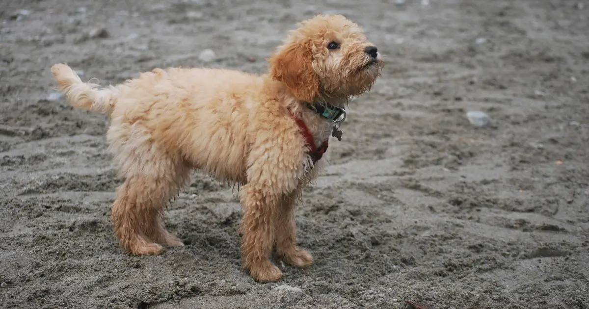 Training Treats for Poodles
