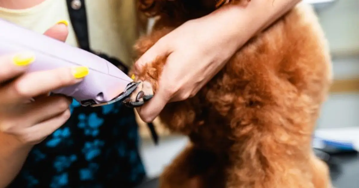 Training Your Poodle to Stay Calm During Nail Trims