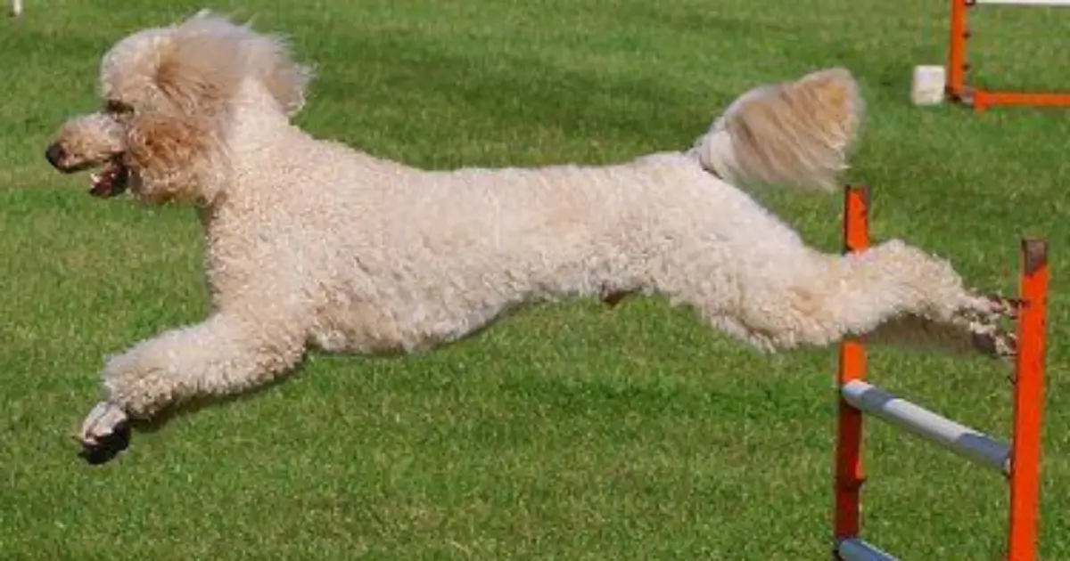 Training and Exercise Needs poodle