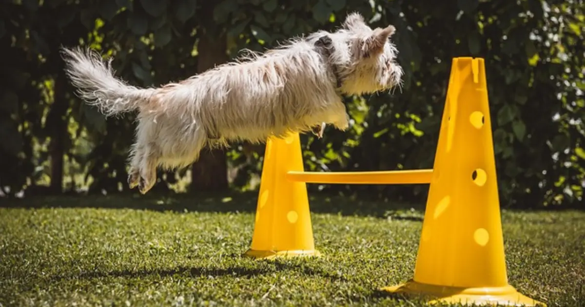 Training Your Red Teacup Poodle