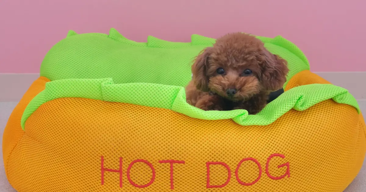 Uncommon Poodle Size Variations