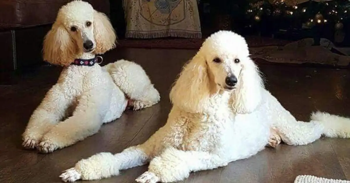 Why Choose Laurel Hills Moyen Poodles