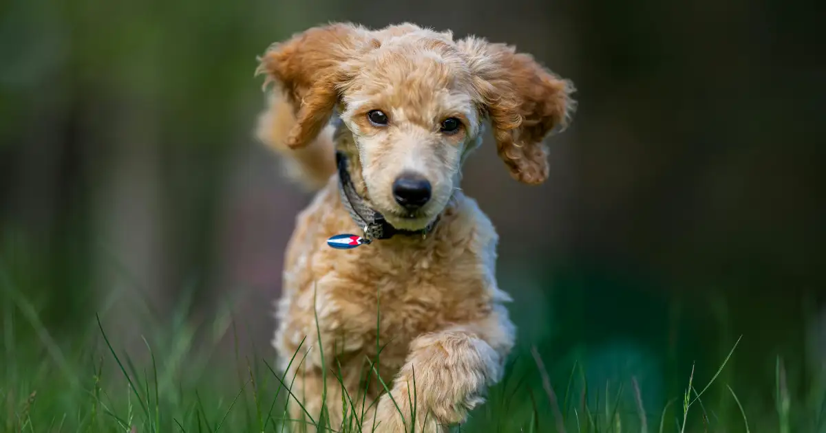 Conclusion: Is the Poodle Frenchie Mix Right for You?