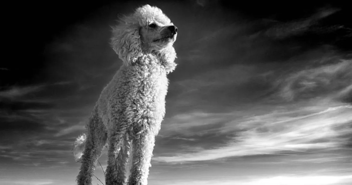 Distinctive Features of Sable Poodle Coats