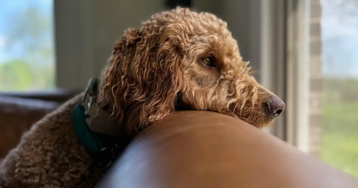 Creating a Comfortable Environment for Your Poodle