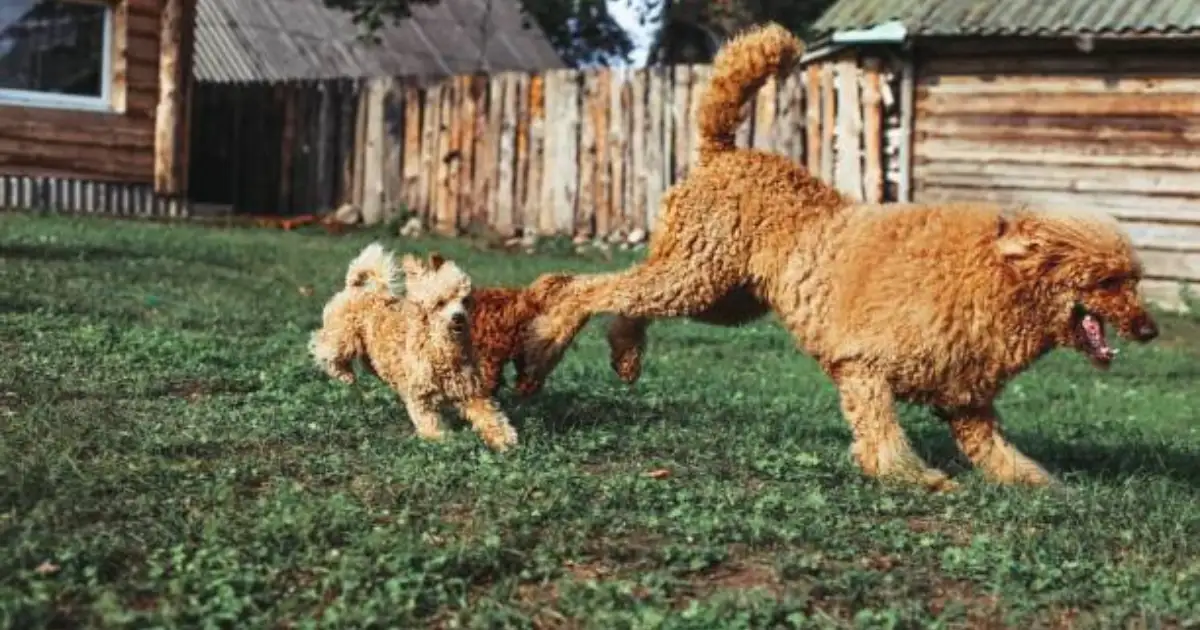 Do Poodles Have Separation Anxiety More Than Other Breeds?