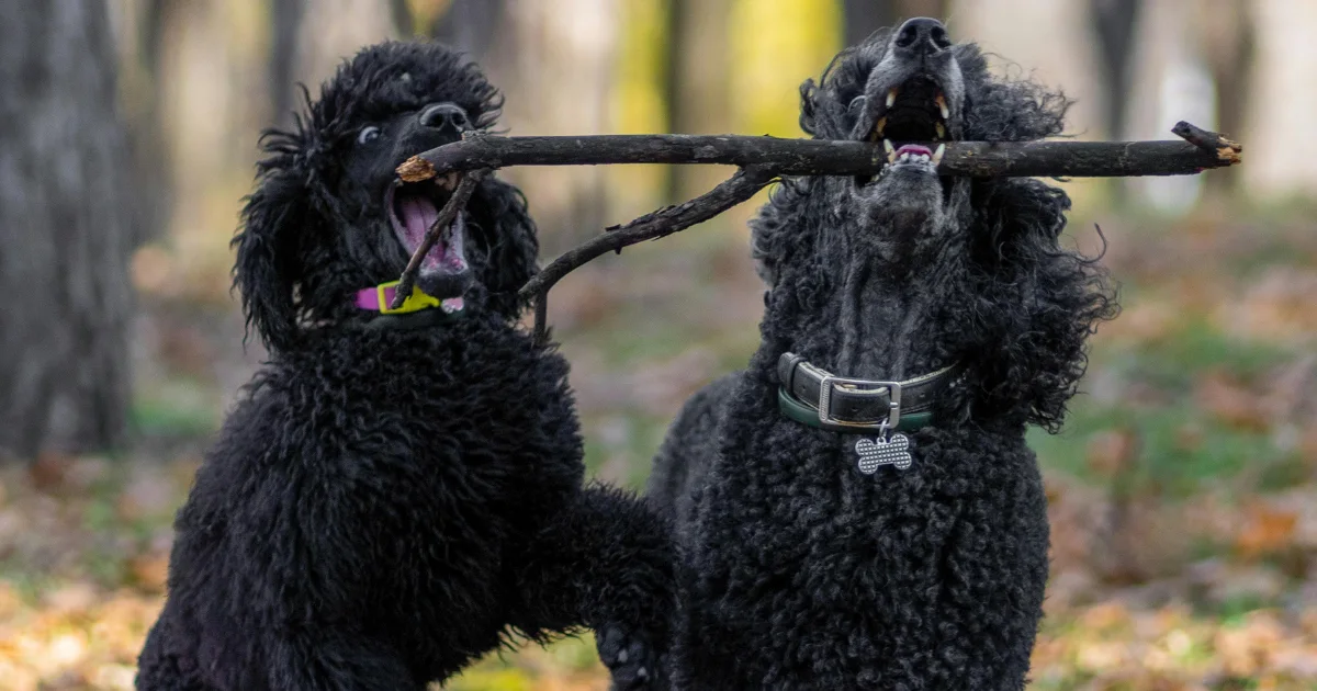 Poodle Size Variations and Their Impact on Bite Force