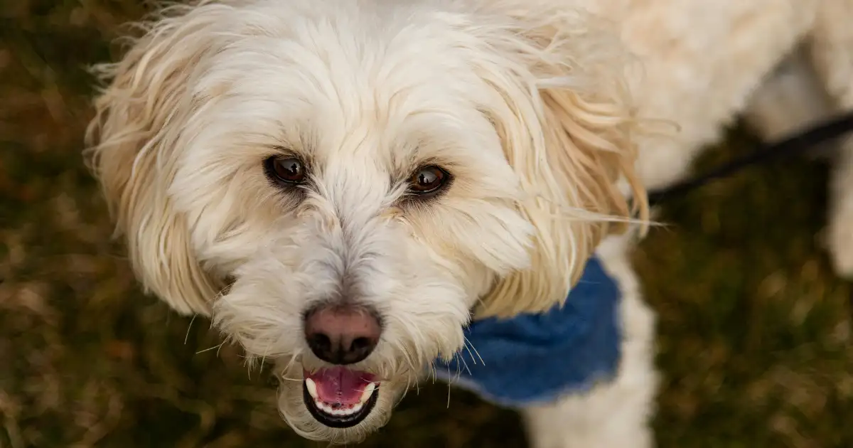 The Distinguished Heritage of Our Poodle Bloodlines