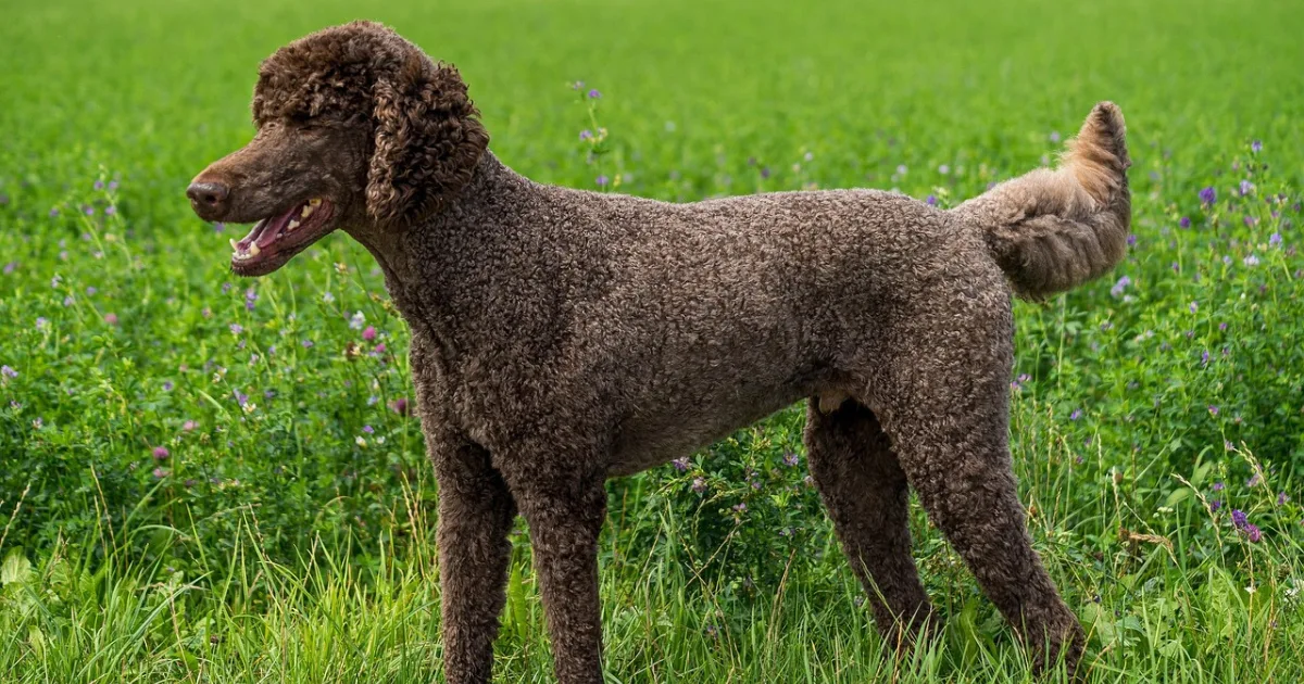 Understanding the Genetics Behind Sable Colors