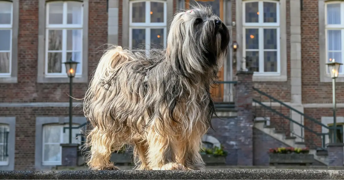 lhasapoo lhasa apso poodle mix